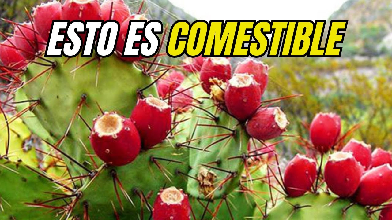 🌵Si ves este cactus no lo desperdicies! - Licor de tuna casero
