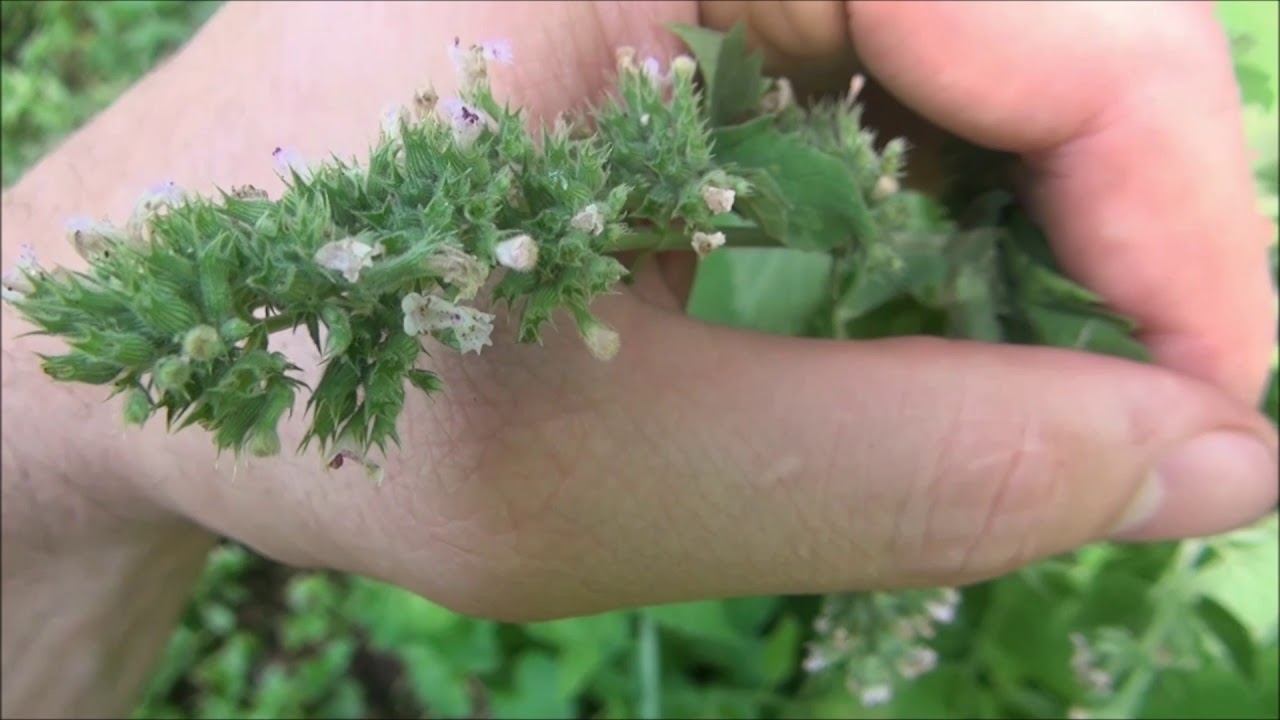 smokable plants 2