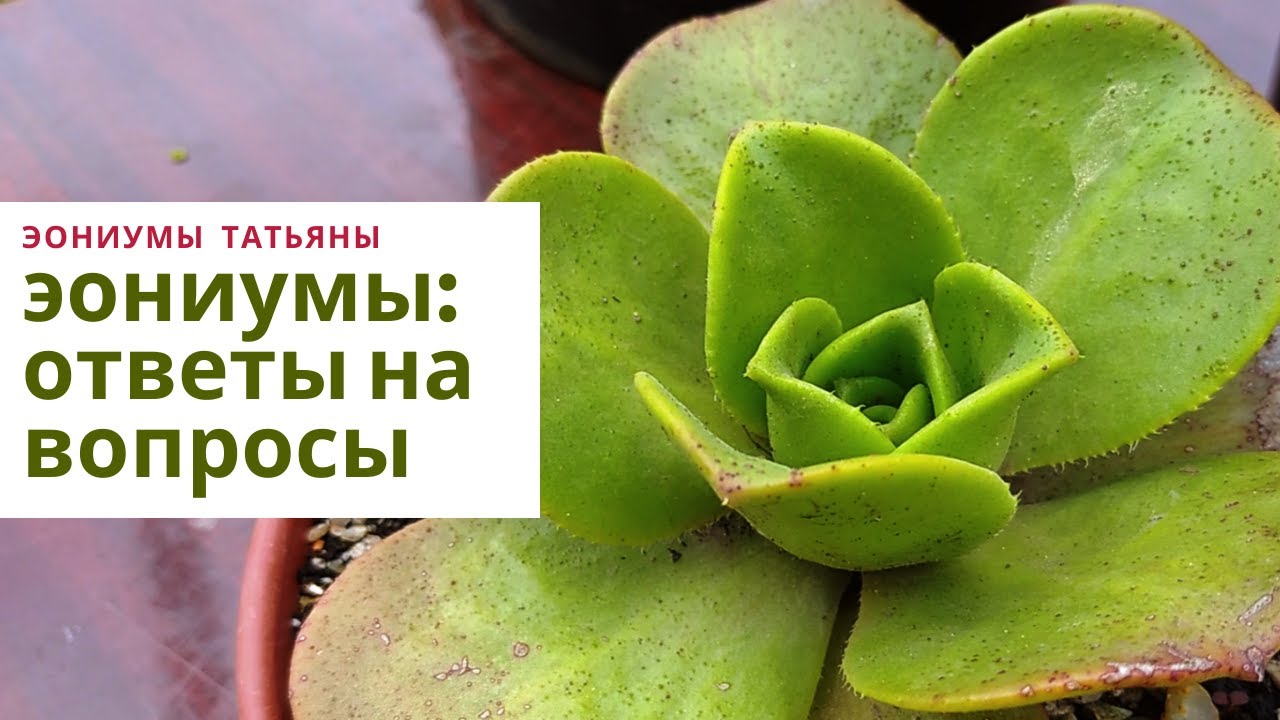 Эониумы: ответы на ваши вопросы об уходе