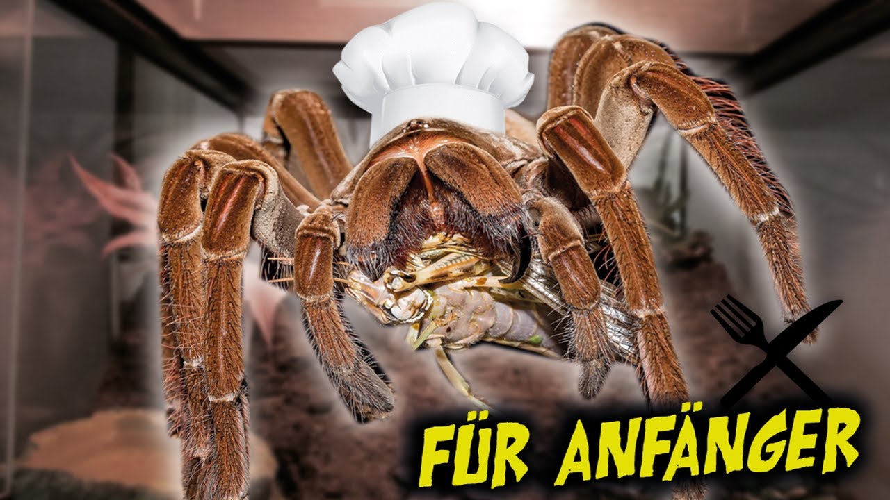 Anfänger füttern meine Tiere! VERRÜCKT 😱🕷🔥 / mit 