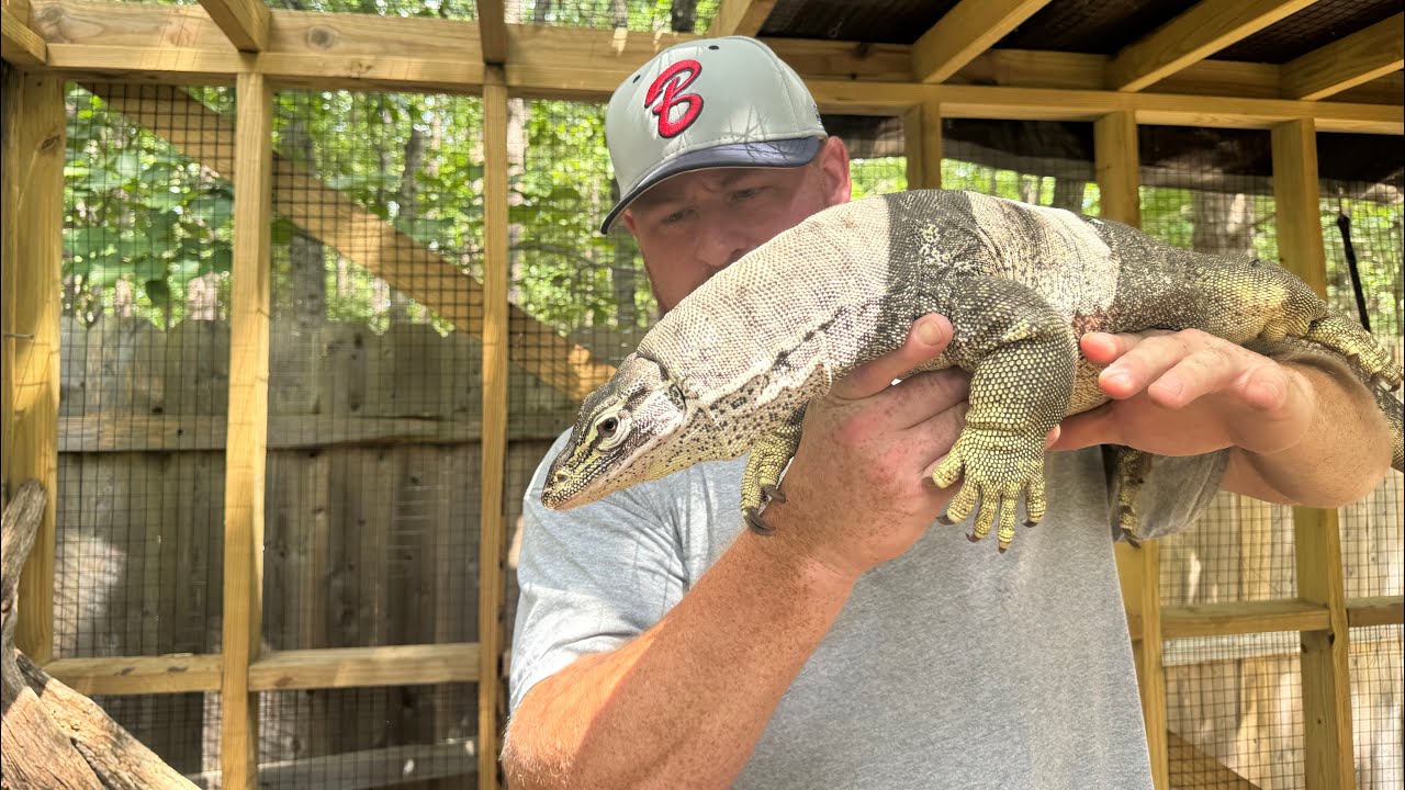 The Argus Monitors are Hangry!