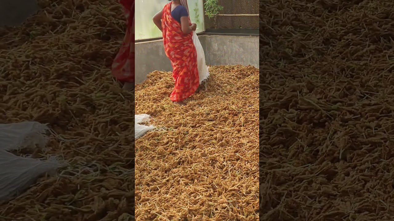 Zbi&oacute;r prosa palcowego Maduwa #agro #nature #fingermilletroti