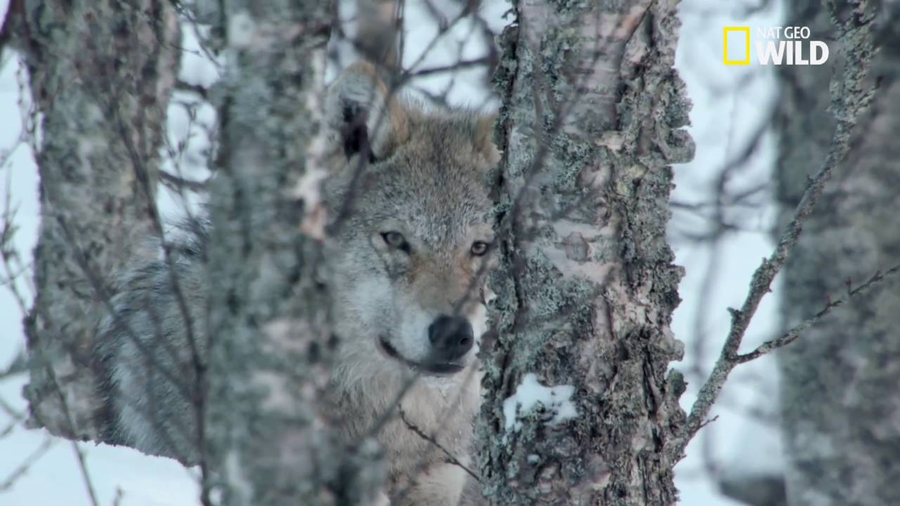 Le loup gris