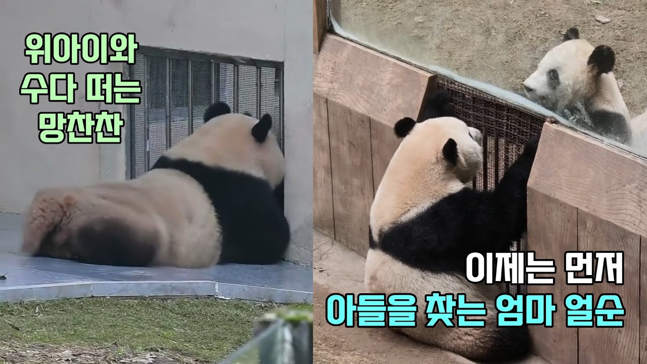 이제는 엄마 얼순이 아들 위커를 먼저 찾아요^^😭👍 사촌 누나 위아이와 소통의 창에서 수다 떠는 🐼아기 판다 망찬찬