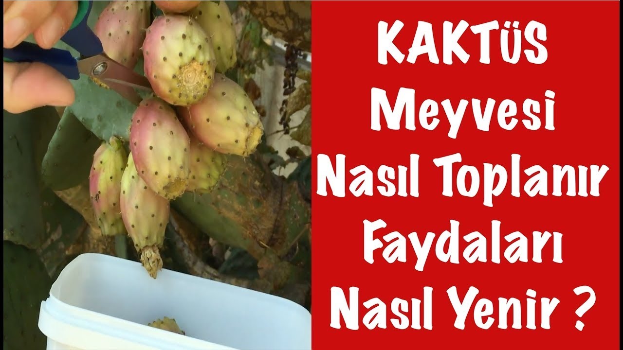 Kaktüs Meyvesi ( Hint İnciri , Frenk yemişi ) Nasıl Toplanır ? Faydaları Nelerdir ? Nasıl Yenir ?