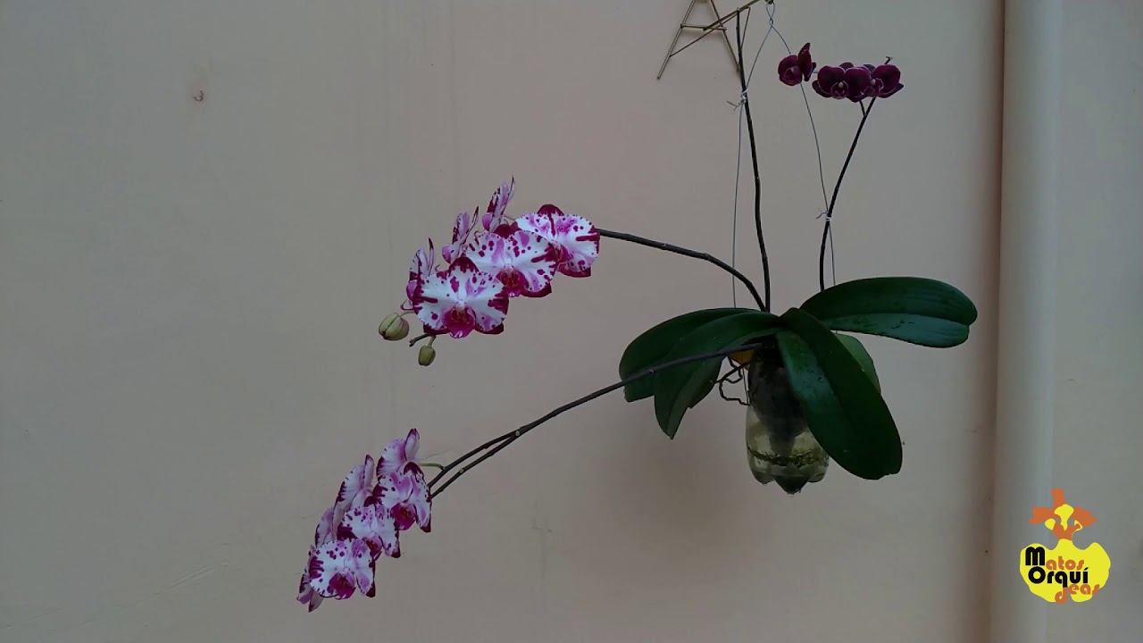 Floração de orquídea phalaenopsis: 18 botões e 2 cores de flores na mesma planta