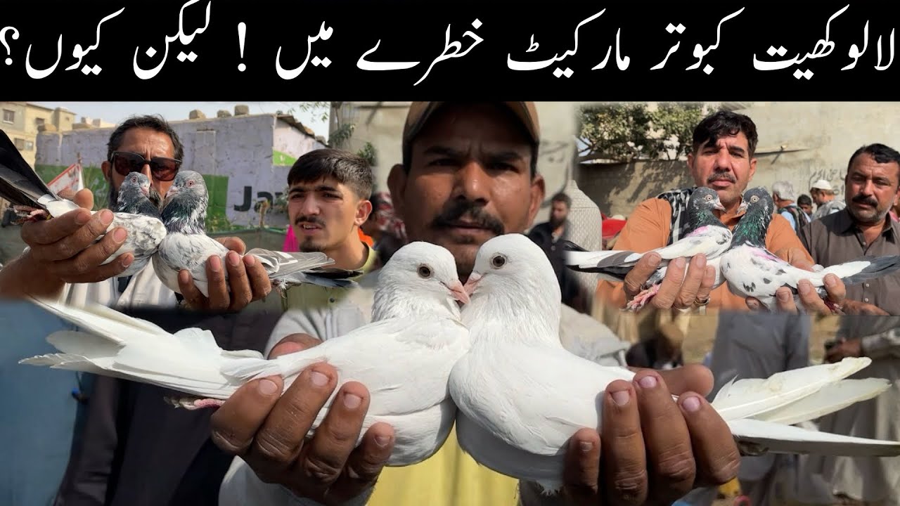 Kabootar Market Lalukhet Sunday Video Latest Update 4-1-2026 in Urdu/Hindi