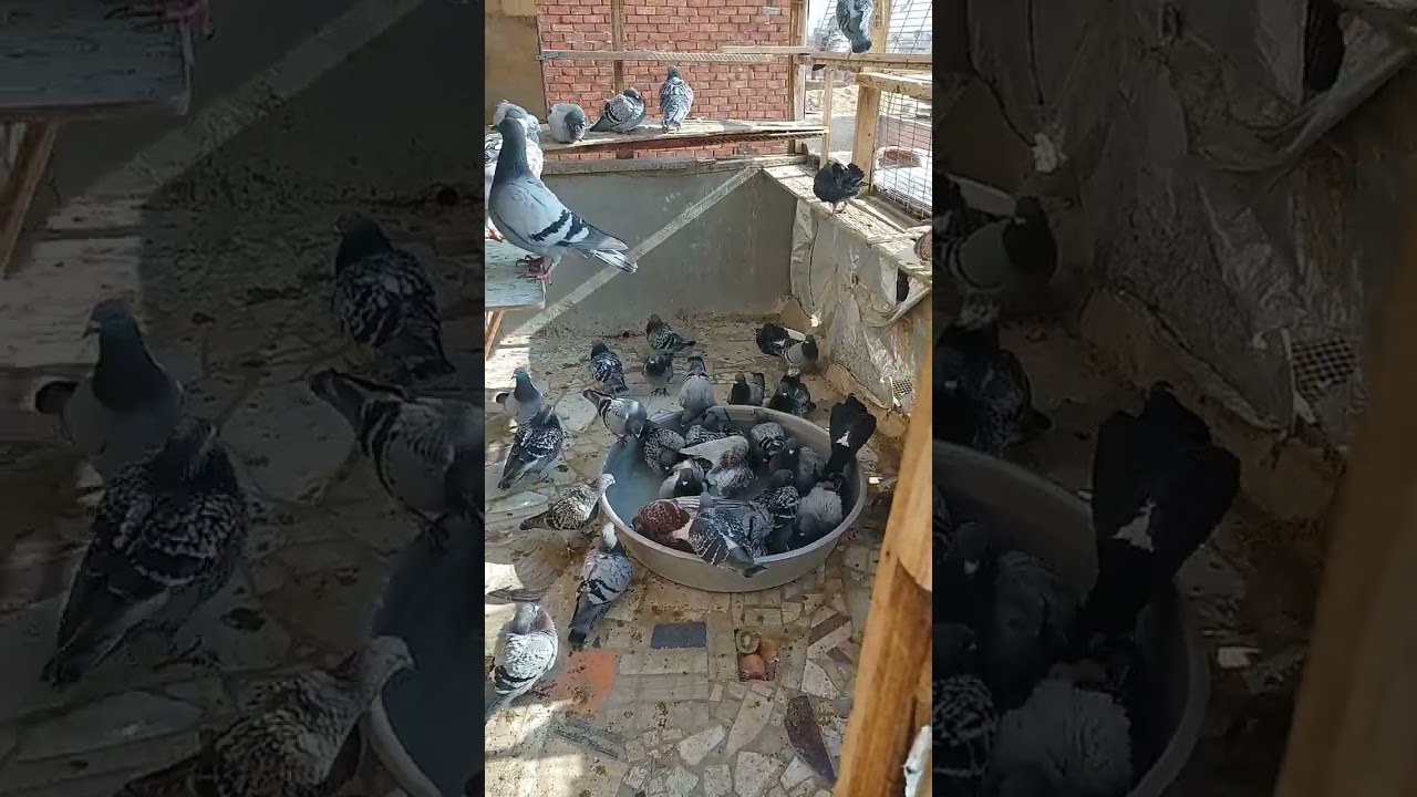 تعالو نشوف حموم الحمام بشتاء