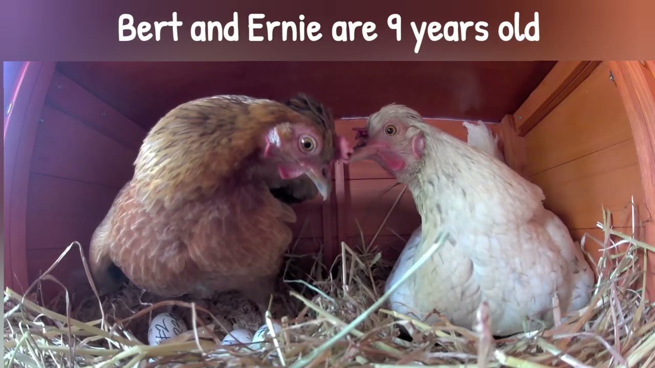 Broody hens hatching eggs together