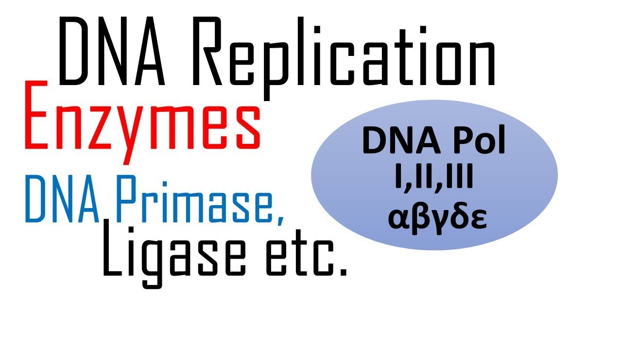 DNA replication enzymes and their functions