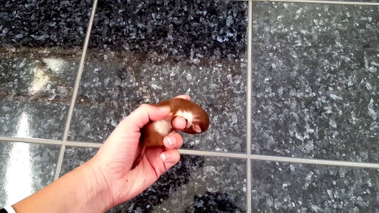 Hammy das Mauswiesel in Spiellaune