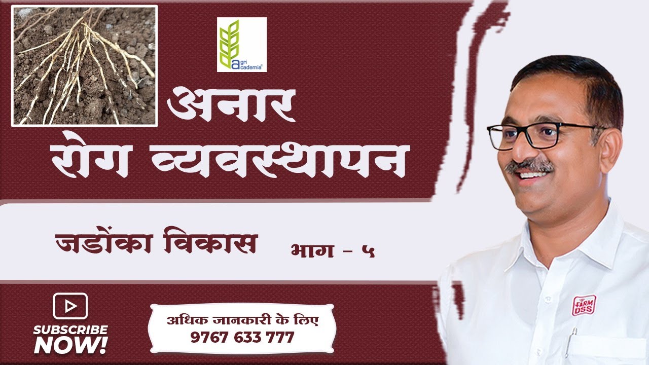 Pomegranate Disease Management | Roots Development | अनार रोग व्यवस्थापन | जड़ों का विकास | BTGore