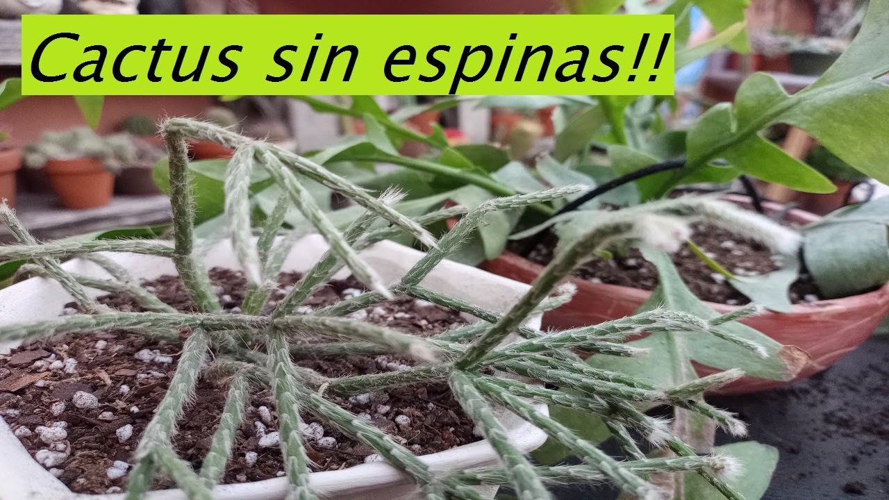 Cactus epifitos colgantes sin espinas #cactus #lasplantasdegeral #jardin #suculentas #plantas