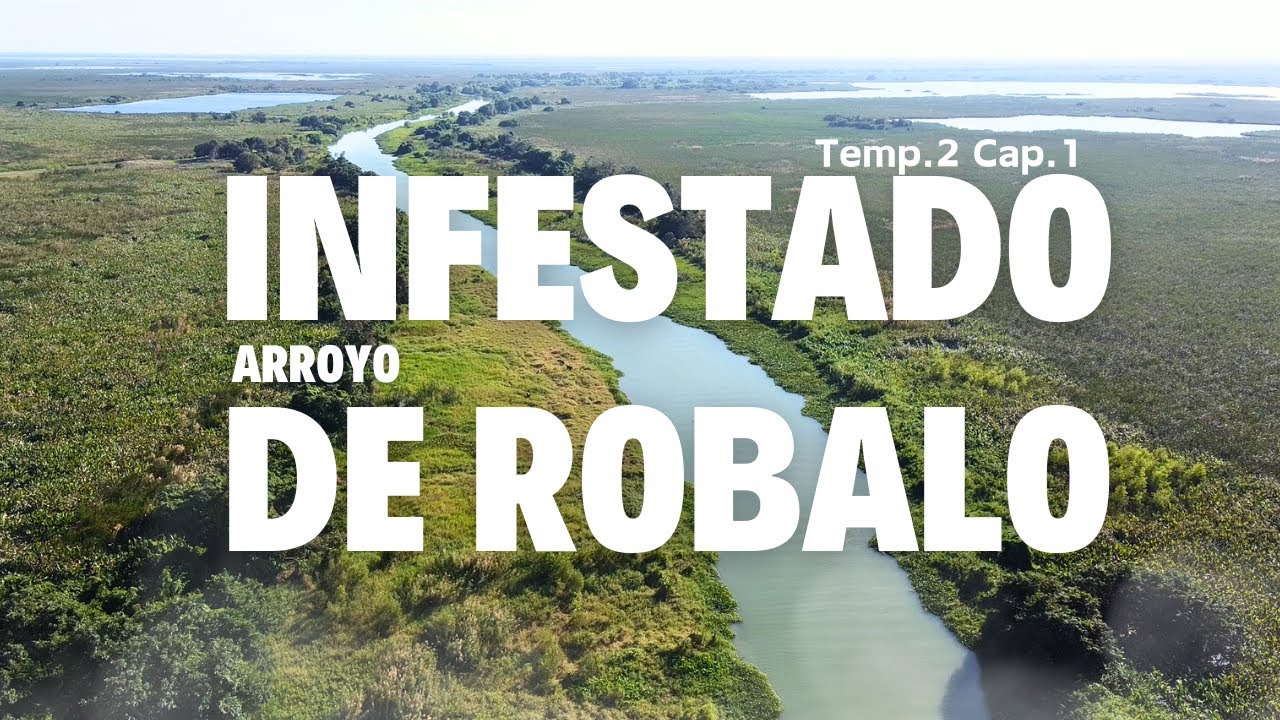 Pesca en lugar infestado de Robalo