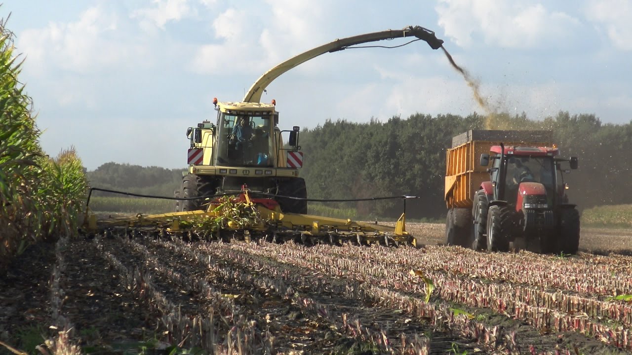 Loonbedrijf Wemekamp in de mais met Krone BigX650 en 12-rij Kemper 390 (2016)