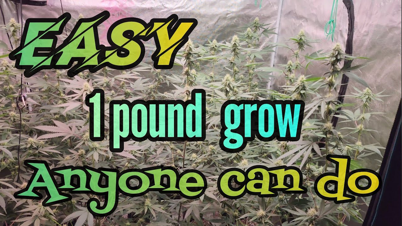5x5 update Easy 1 - 2  Pound Grow Anyone can do , #MarshydroADLITE  #FCE8000