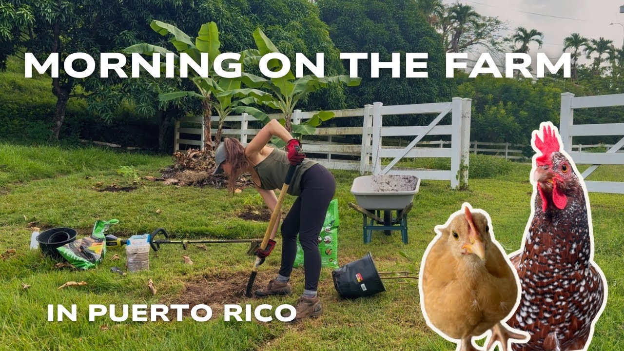 Peaceful Morning on My Puerto Rico Homestead | Chickens & Starting a Food Forest