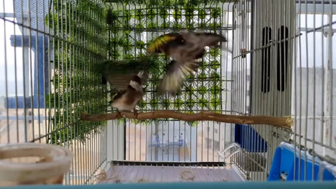 كيف تعرف ان الذكر لقح أنثى الحسون دون رأيتهما وموعد وضع بيض الحسون سواء ملقحة او العكس