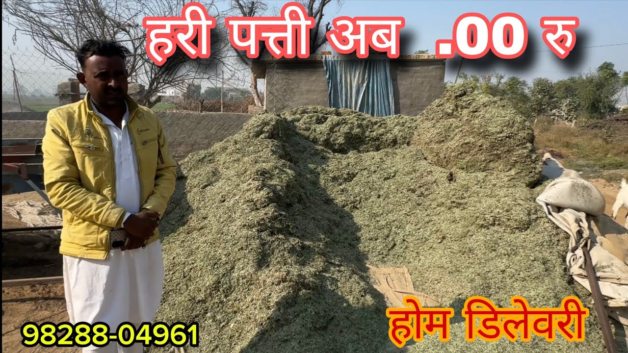 पत्ती चारा hari patti goat information and sale 