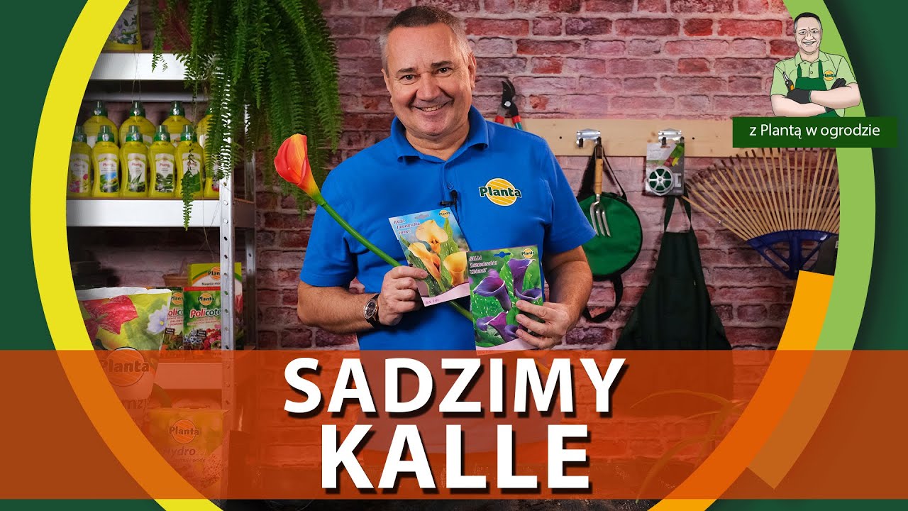 Jak sadzić kalle w donicy - Z PLANTĄ W OGRODZIE
