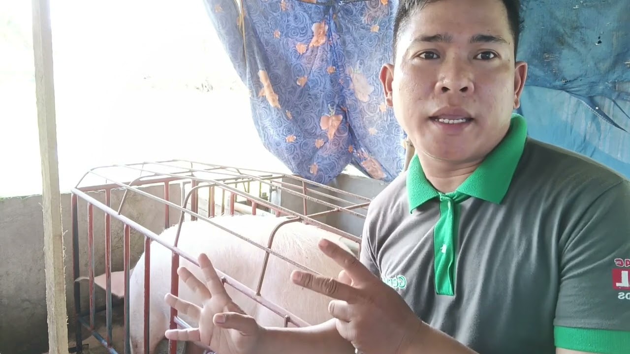 Paulit-ulit na paglalandi nang isang inahing baboy