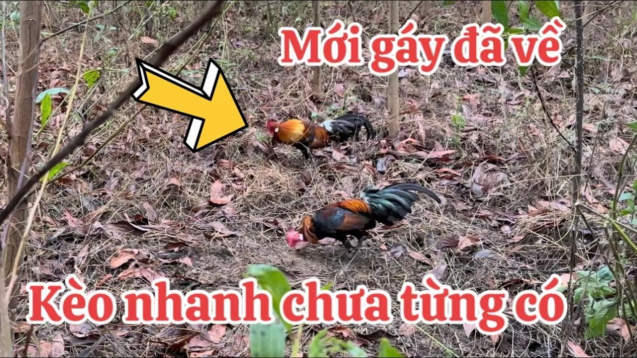 Kèo Tranh Thủ Cực Nhanh. 13/3/2026