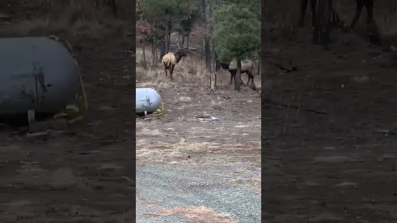 Exploring ruidoso, nm: where elk reign supreme #travel #newmexico