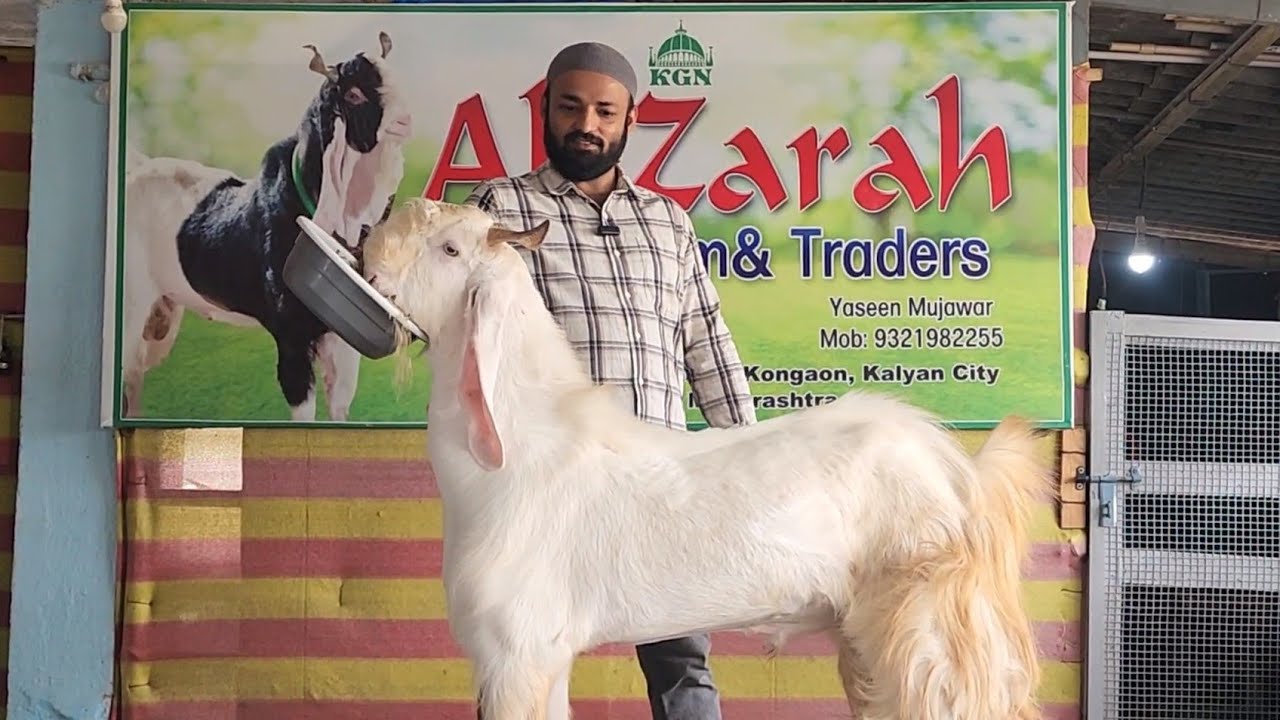 Ek Se Badhkar Ek Jumnapari Hansa Andul Collection | Sab Set Gulabi Hansa Bakre | Al Zarah Goat Farm.