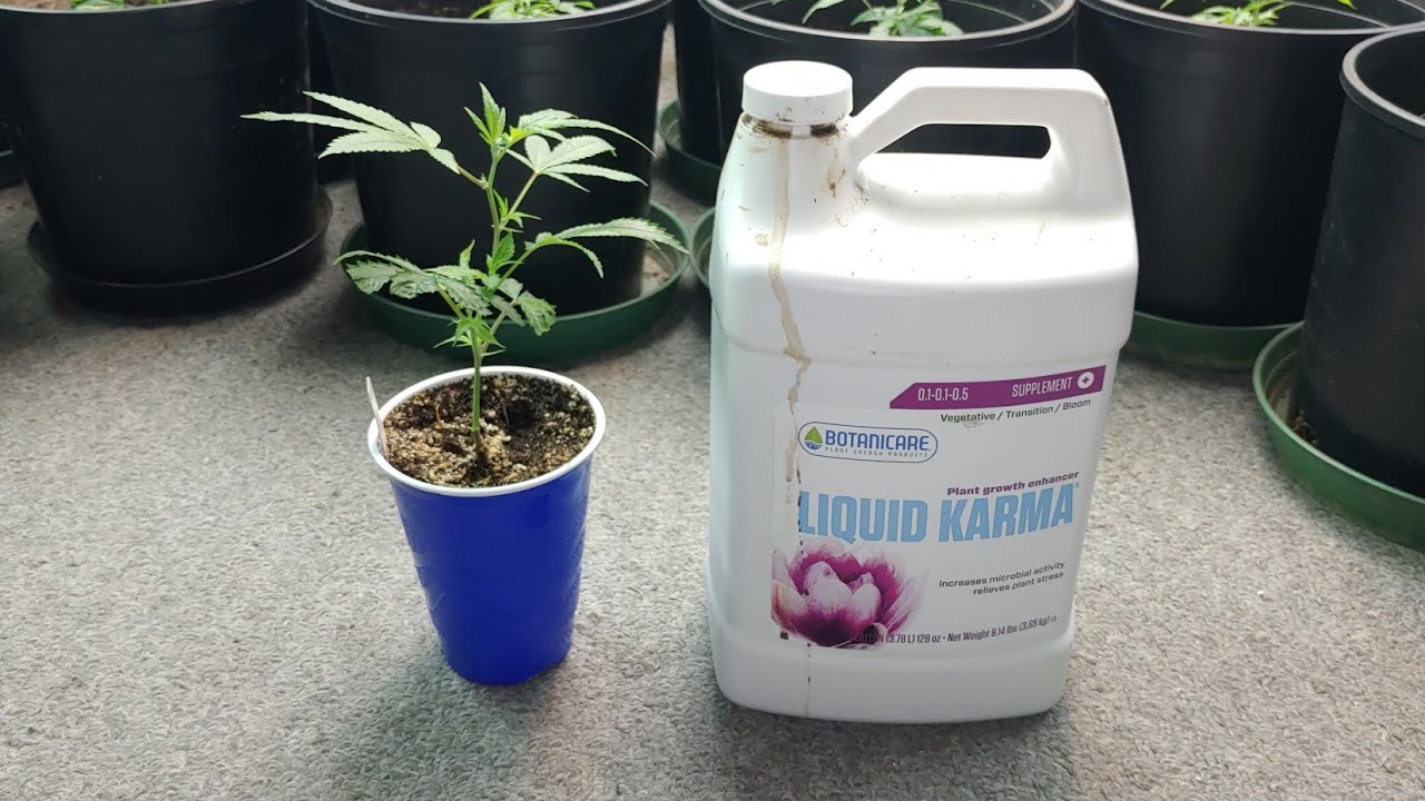 Veg Update, Why I use Liquid Karma