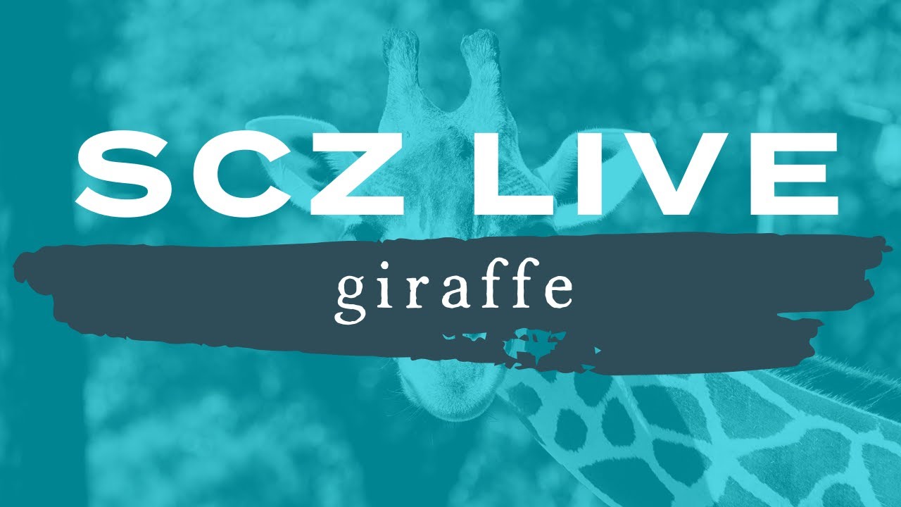 SCZ LIVE | Giraffes