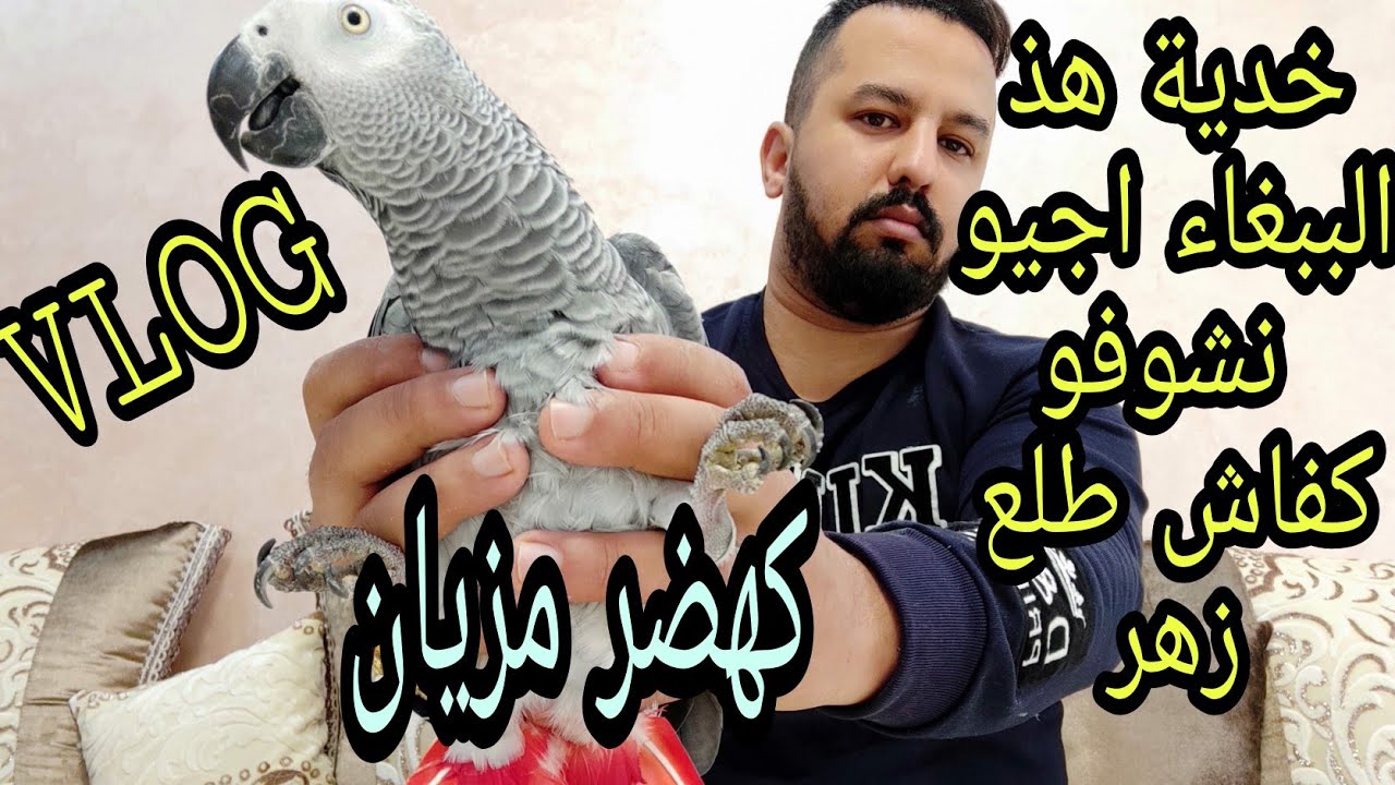 vlog شراء ببغاء من مدينه الدار البيضاء