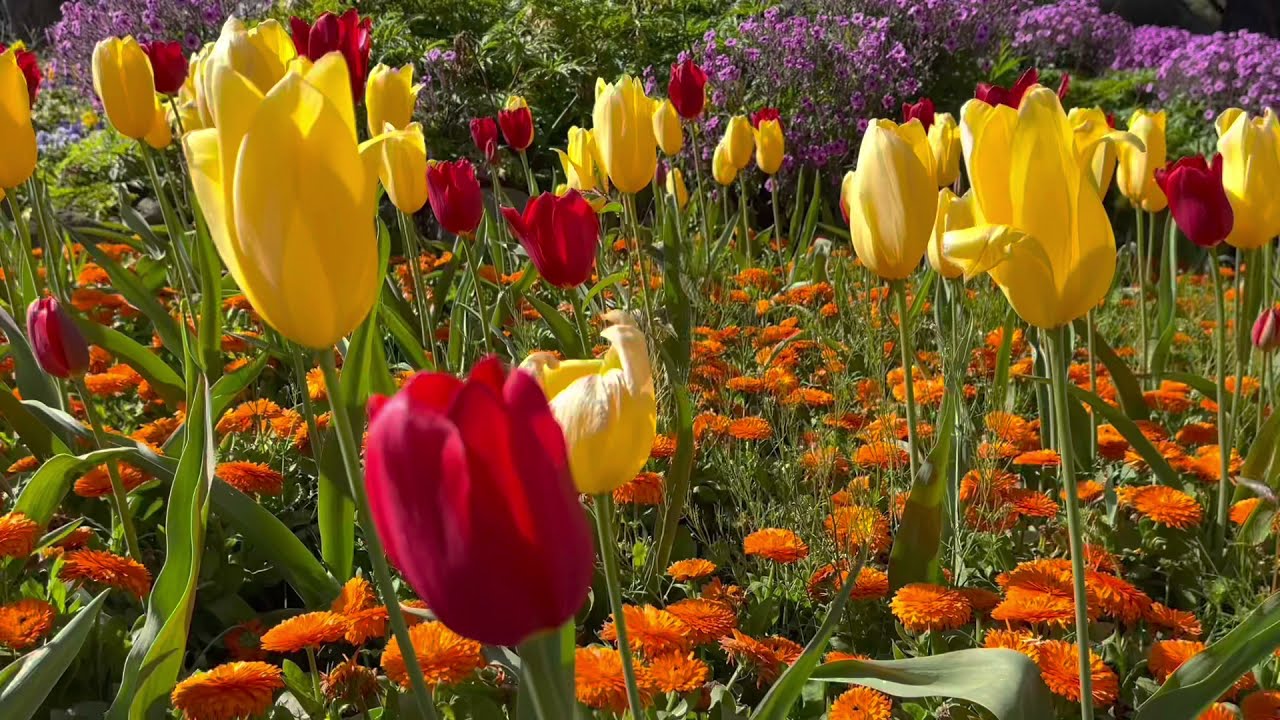 Queen Wilhelmina Tulip Garden 2021 - Golden Gate Park in San Francisco, California USA