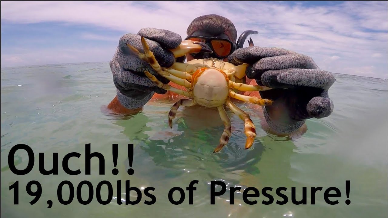 Do NOT Try This! Catching Stone Crabs by HAND!!