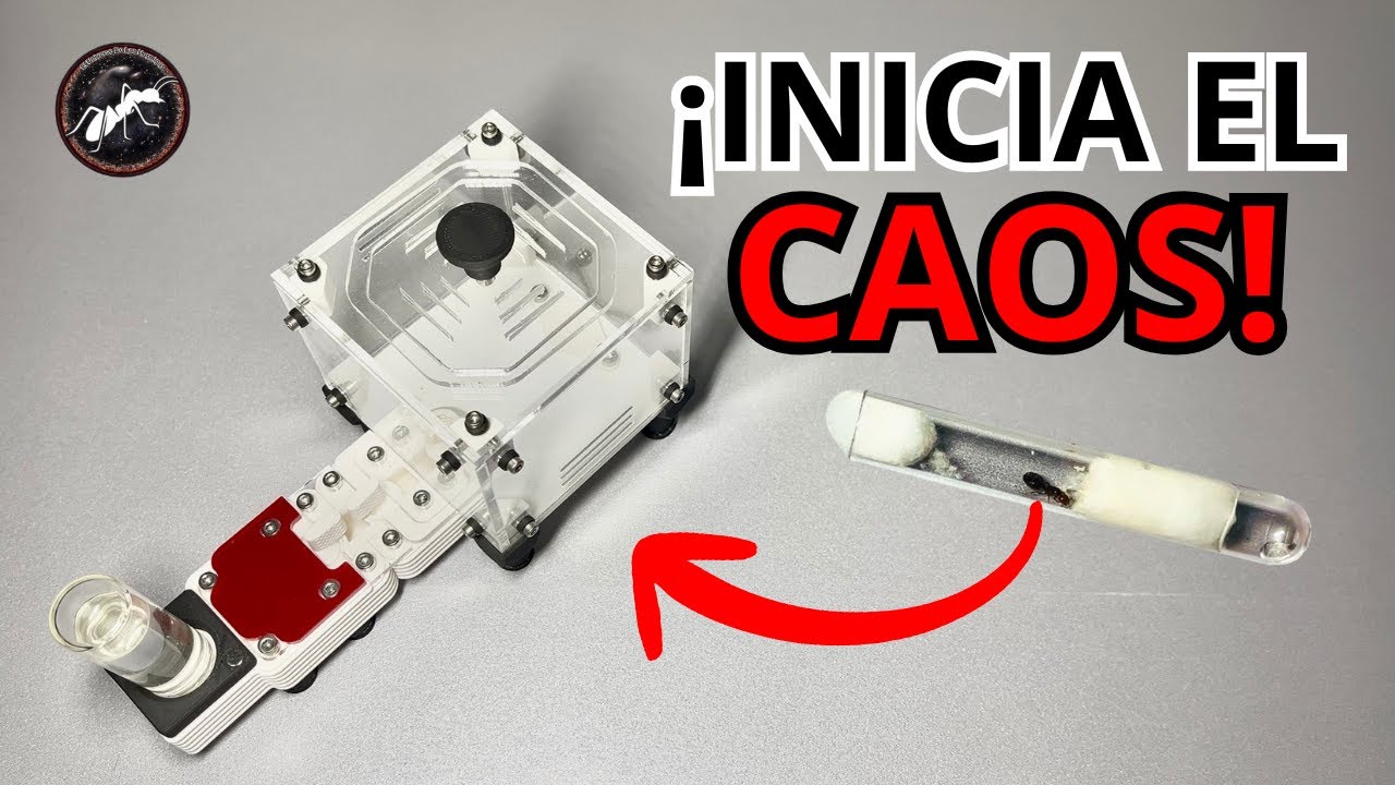 ASÍ EMPIEZA el IMPERIO de las CREMATOGASTER 🔥🐜 - Reto Scutellaris Día 1