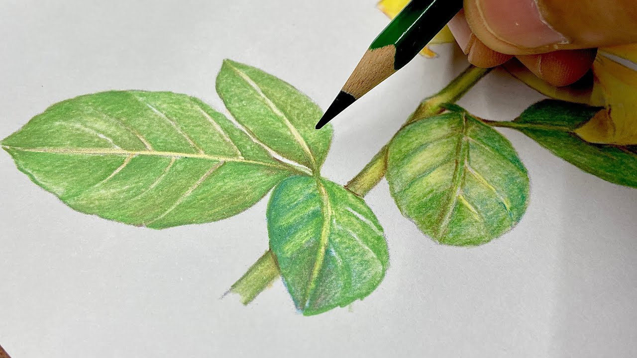 Tutorial FOLHA realista com lápis de cor Faber Castell Super Soft (tutorial completo super fácil)