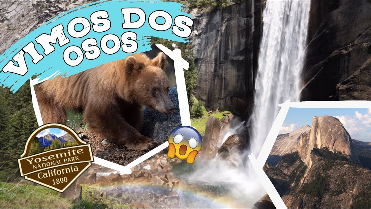 VIMOS DOS OSOS EN UN SOLO DÍA en el Parque Nacional Yosemite | Yosemite National Park -Ven Con Paola