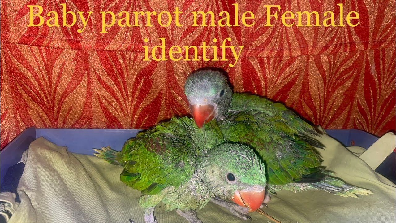 #babyparrotmalefemale  Baby Parrot Male  Female Identifi