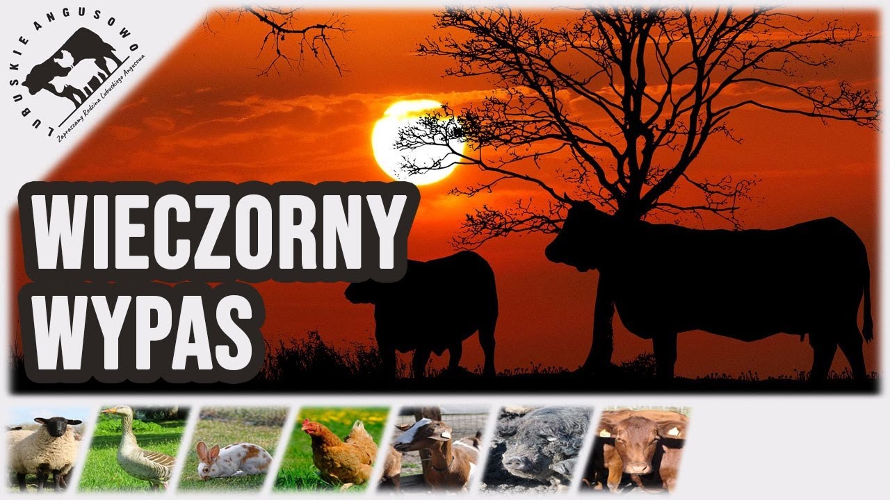 Lubuskie Angusowo - Wieczorny wypas