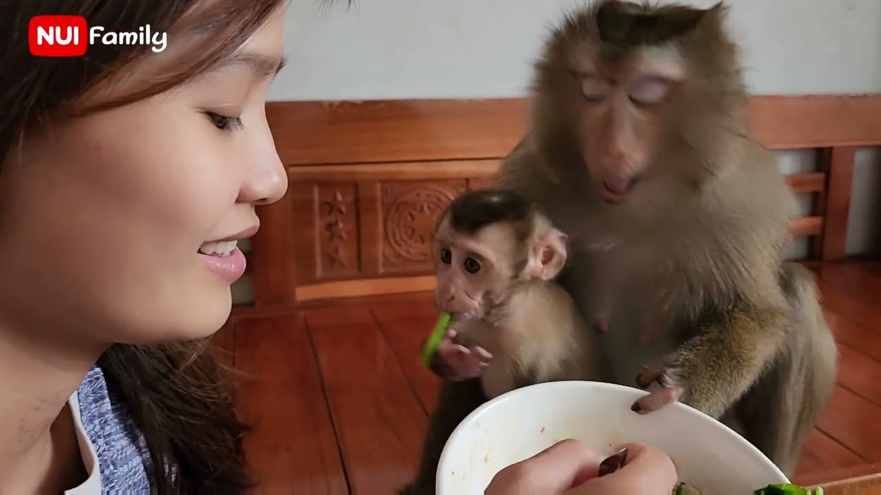 Nui Family | Monkey baby Nui and Poni so cute