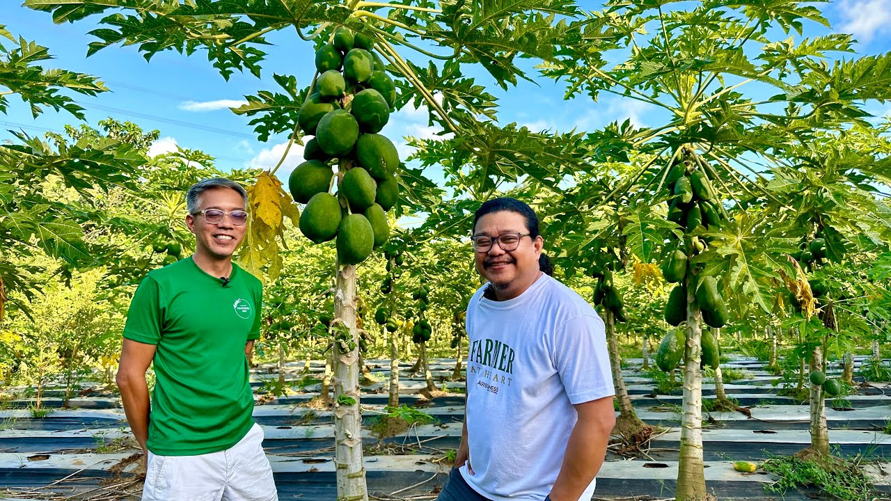 Ang Papaya Farmer na Nagpaiyak at Hinangaan Natin sa Galing, Kumusta na Kaya Sya?
