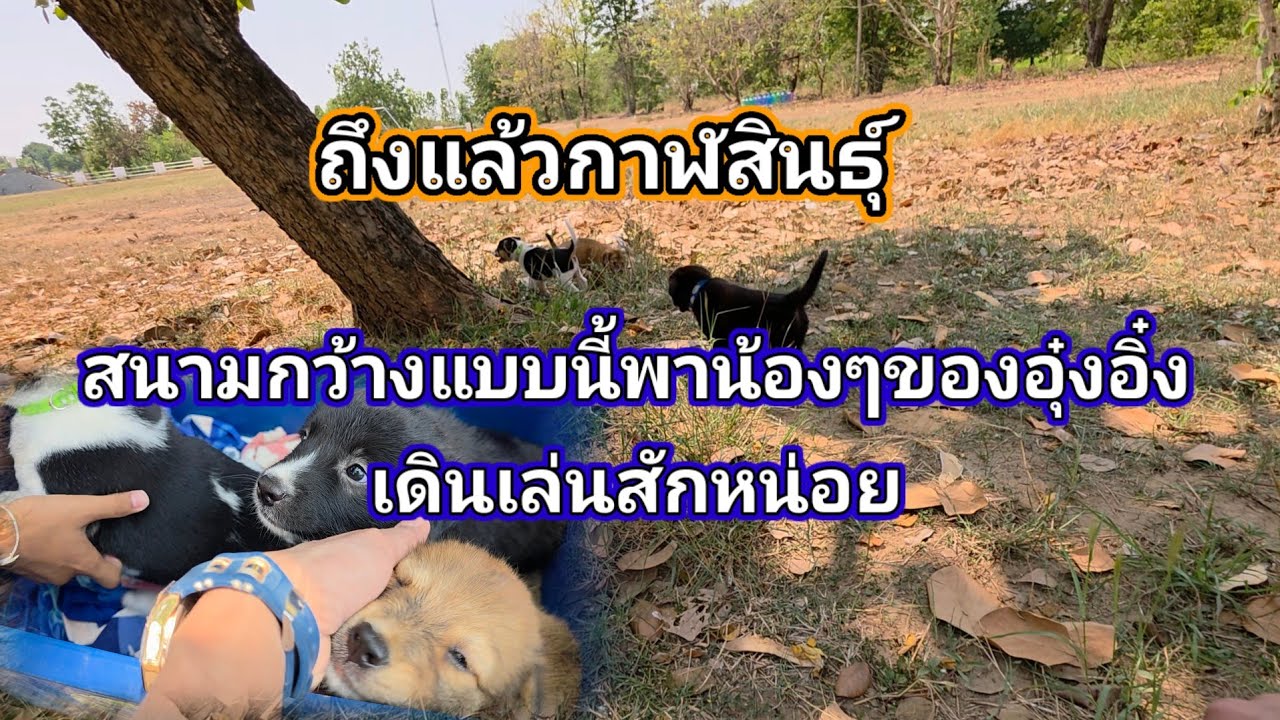 ถึงแล้วกาฬสินธุ์พาน้องๆของอุ๋งอิ๋งเดินเล่นสักหน่อย สนามกว้างสุดๆ‼️