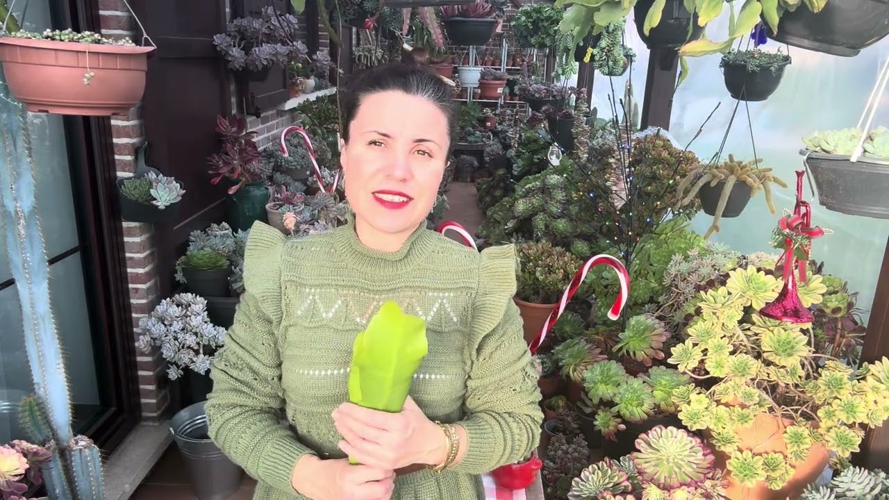İPE DİZDİĞİM SUKULENT YAPRAKLARINI DİKİYORUM💐UYGULAMALI SULAMA sukulentbakımı 