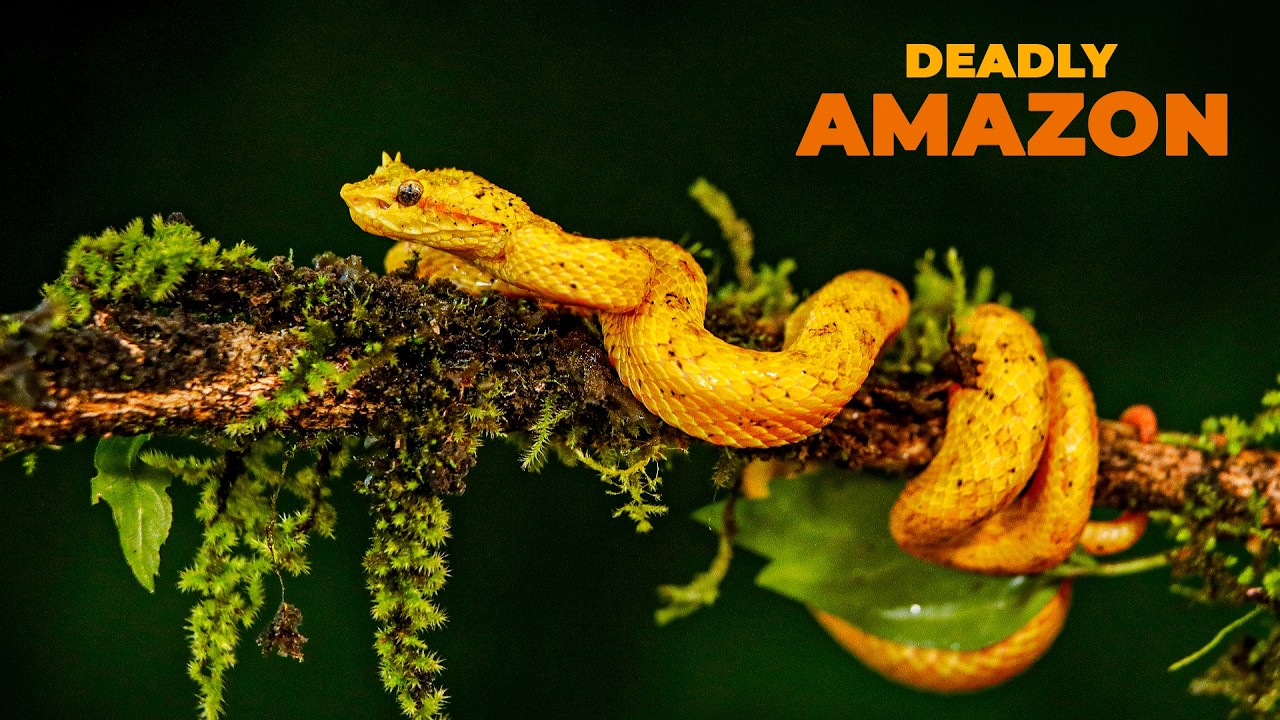 Amazon Rainforest | Secrets of the World's Largest Jungle | Nature Documentary