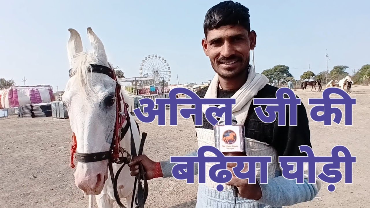 #महिदपुर रोड गोगा मंडी मेला 2026 अनिल धनखड़ की बढ़िया घोड़ी The horse wolrd of #makanpurmela#Ghodi
