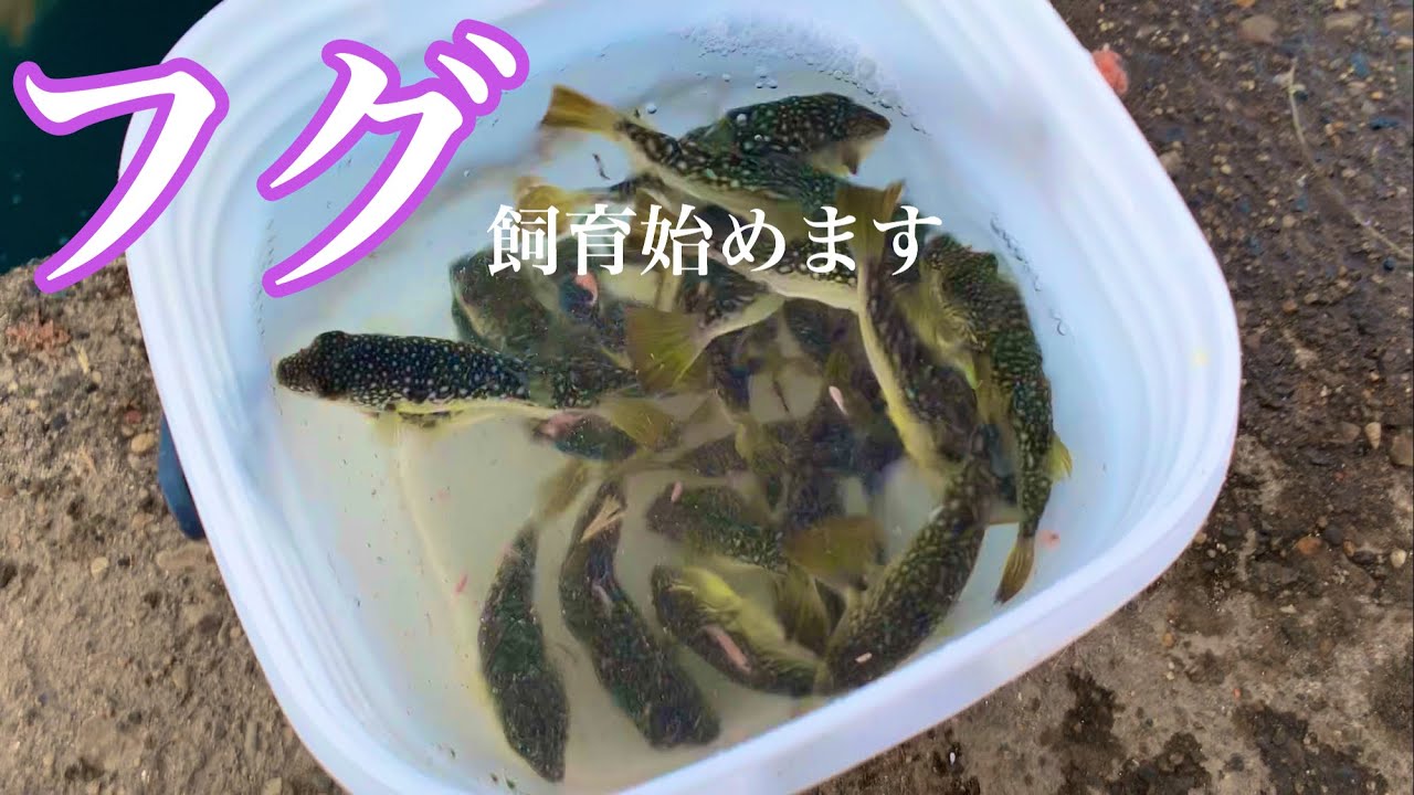 釣り人の嫌われ者のフグの飼育始めます【海釣り、アクアリウム】