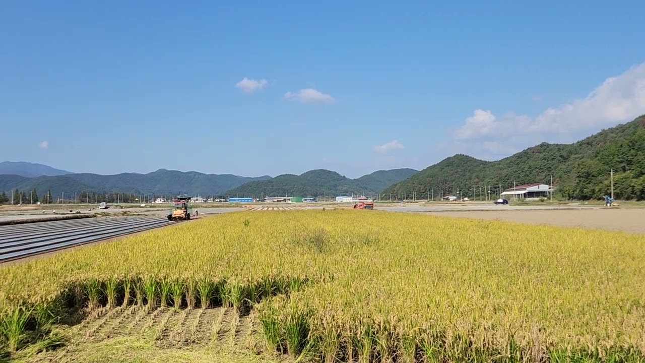 대동 콤바인  DXM85 5조식 DAEDONG COMBINE 2023년 가을 추수 맑은하늘 중고콤바인 보단 제가격주고 쌔삥