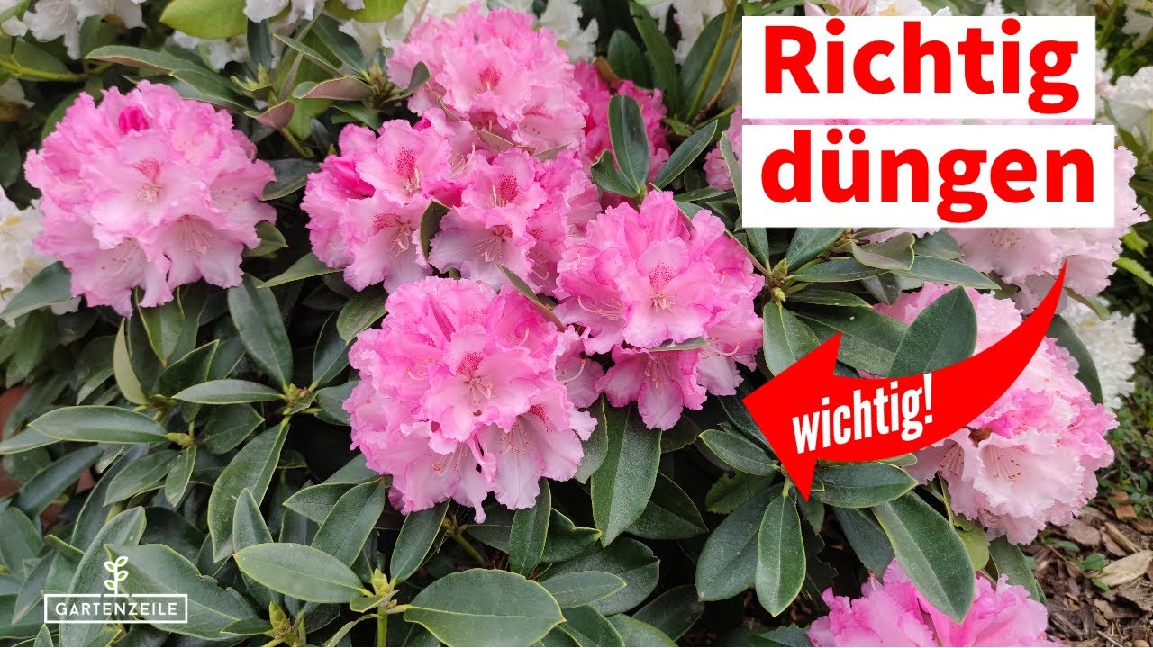 Rhododendron düngen [Das solltet ihr unbedingt beachten!]