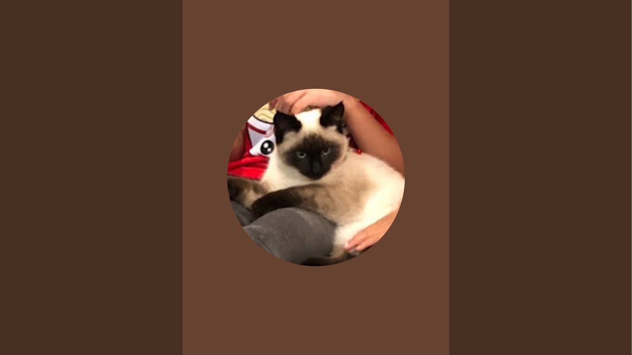 Kitty City is live! Time to eat 01092025