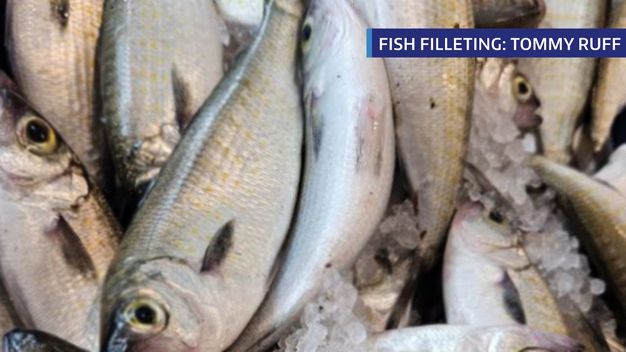 CYCSA Fish Filleting Demo: Tommy Ruff