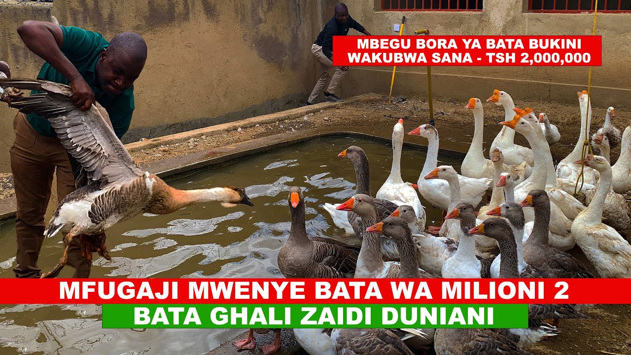 MFUGAJI MWENYE BATA WA MILIONI 2 I BATA GHALI ZAIDI DUNIANI